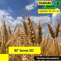 Насіння пшениці - БГ Дуріамо 2С / Durum Seeds 2024 - Оригінатор Biogranum (Сербія)