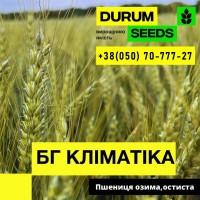 Насіння пшениці - БГ Дуріамо 2С / Durum Seeds 2024 - Оригінатор Biogranum (Сербія)