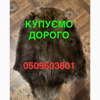 Купуємо ДОРОГО сухі не солені шкіри бобра