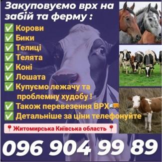 Закупівля врх на тримання та мясо корови бичкі телиці телята коні лошат також перевезення
