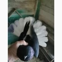 Продам миколаївських голубів