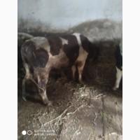 Продам бичків