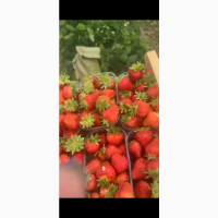 Продам полуницю суницю садову клубніку земляніку