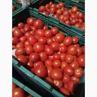 Продам помидор