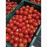Продам помидор