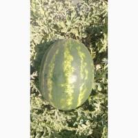 Продам Арбуз Тамерлан, Нун