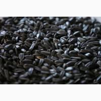 Продам соняшник 100 т