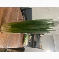 Продам зелену цибулю перо, тепличний комплекс PAKO