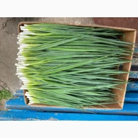 Продам зелену цибулю перо