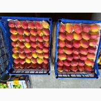 Продам грушу киргизька