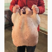 Продам тушки домашньої індички
