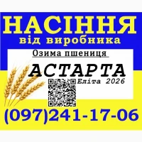 Насіння, озима пшениця сорт Астарта, еліта від виробника