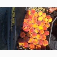 Персик продам