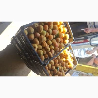 Персик продам