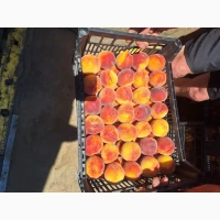 Персик продам