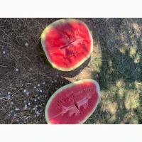 Продам кавун з поля