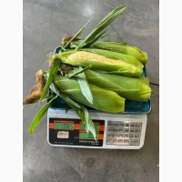 Кукурудза РАКЕЛЬ