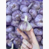 Куплю часник оптом