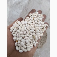 Продам квасолю неві бінс