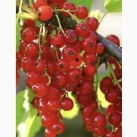 Продам морожену порічку