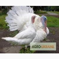 Индюшата суточные Биг-6 и Хайбрид