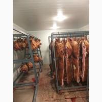 Закуповуємо Свиней