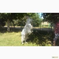 Продам зааненського козла