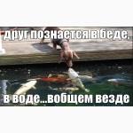 Прудовые рыбки, карпы кои цена, ферма, опт, интернет зоомагазин, корм для кои, нимфеи, малек кои