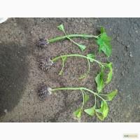 Черенки Дивинорума (Divinorum)