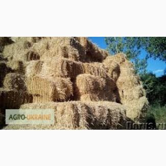 Продам сено просяное