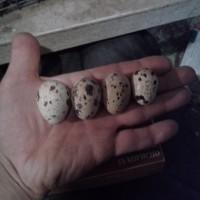 Яйца перепелов