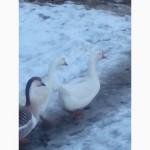 Продам гусиное яйцо