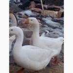 Продам гусиное яйцо