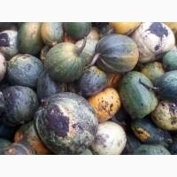 Продам гарбуз