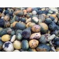 Продам гарбуз