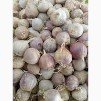 Однозубка Любаша