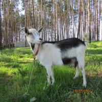 Продаются козы на держание