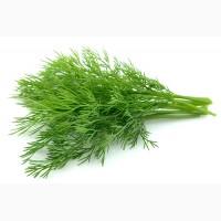 Продам свежий укроп