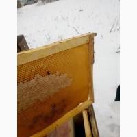 Пчелопакеты