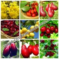 Саженцы роз от производителя по доступной цене большой выбор сортов