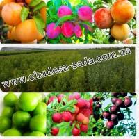 Саженцы роз от производителя по доступной цене большой выбор сортов