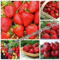 Саженцы роз от производителя по доступной цене большой выбор сортов