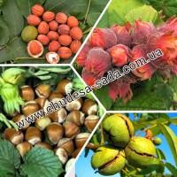 Саженцы роз от производителя по доступной цене большой выбор сортов