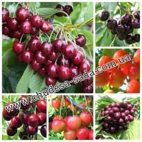 Саженцы роз от производителя по доступной цене большой выбор сортов