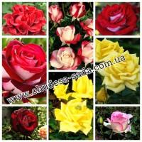 Саженцы роз от производителя по доступной цене большой выбор сортов