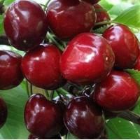 Персики и др фрукти, овощи из турции опт