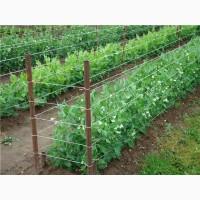 Персики и др фрукти, овощи из турции опт