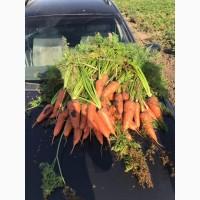 Продам морковь сорта Абако