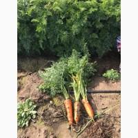 Продам морковь сорта Абако