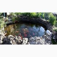 Услуги по размещению пруда с рыбками, кормление карпы кои, водные растения, рыбки карпы кои